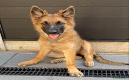German Shepherd dogs for sale: Beautiful 4 month female German shepherd in hull   - Image 1