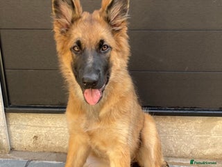 German Shepherd dogs - Advert 29