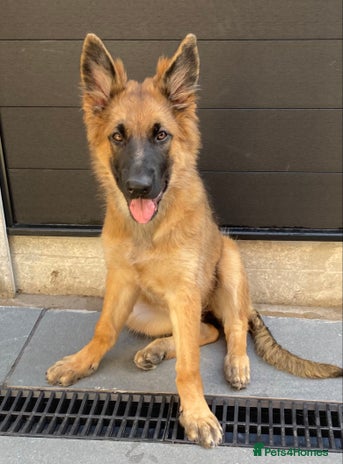 German Shepherd dogs - Advert 8