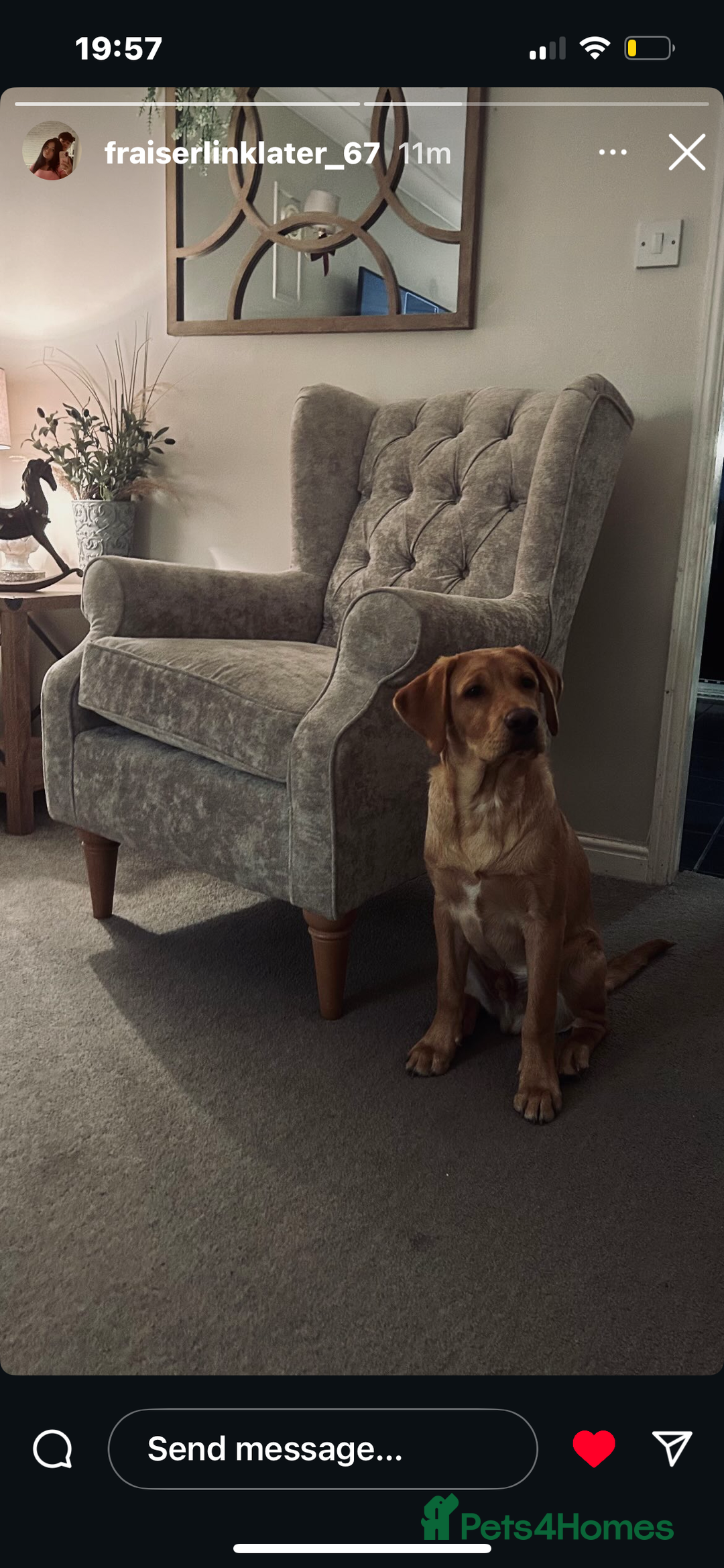 Labrador Retriever dogs for sale: Milo. Red fox Labrador.  - Advert 1