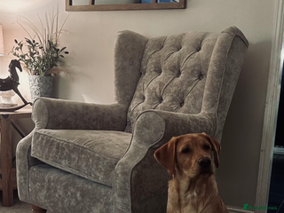 Labrador Retriever dogs Milo. Red fox Labrador. - Advert 8