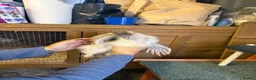 Chickens poultry for sale: Two polish fritz and two silkies for sale  in Bridgend - Advert 9