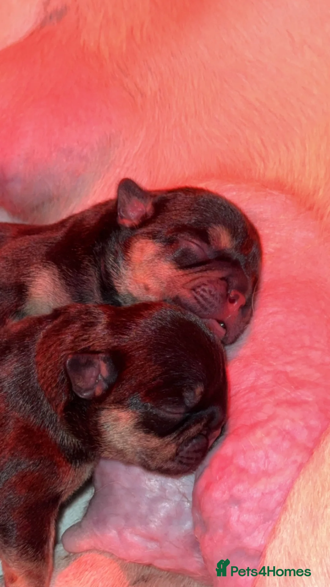 English Bulldog dogs for sale: English bulldog  - Advert 11