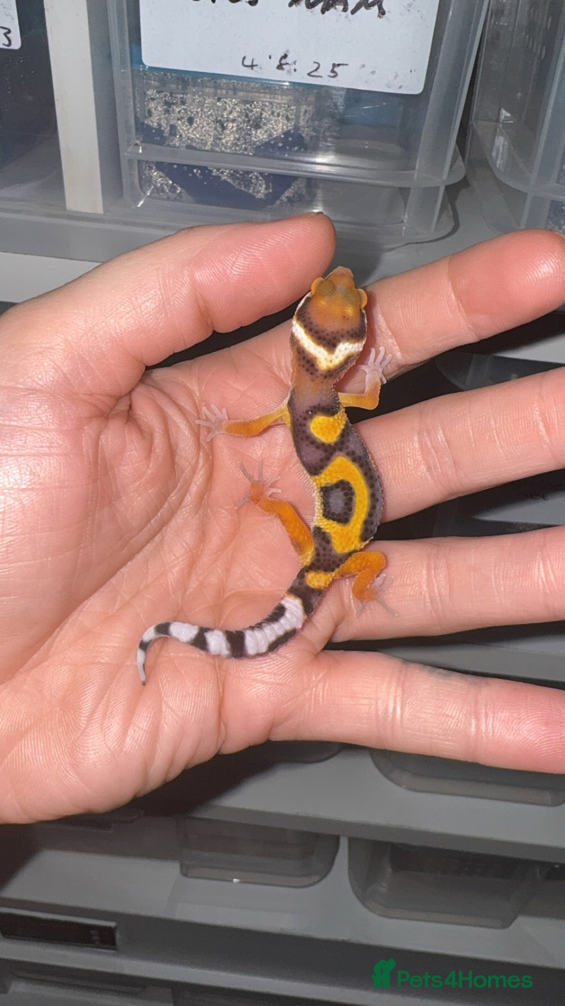 Leopard Gecko reptiles Baby leopard geckos 2026 various available  - Advert 9