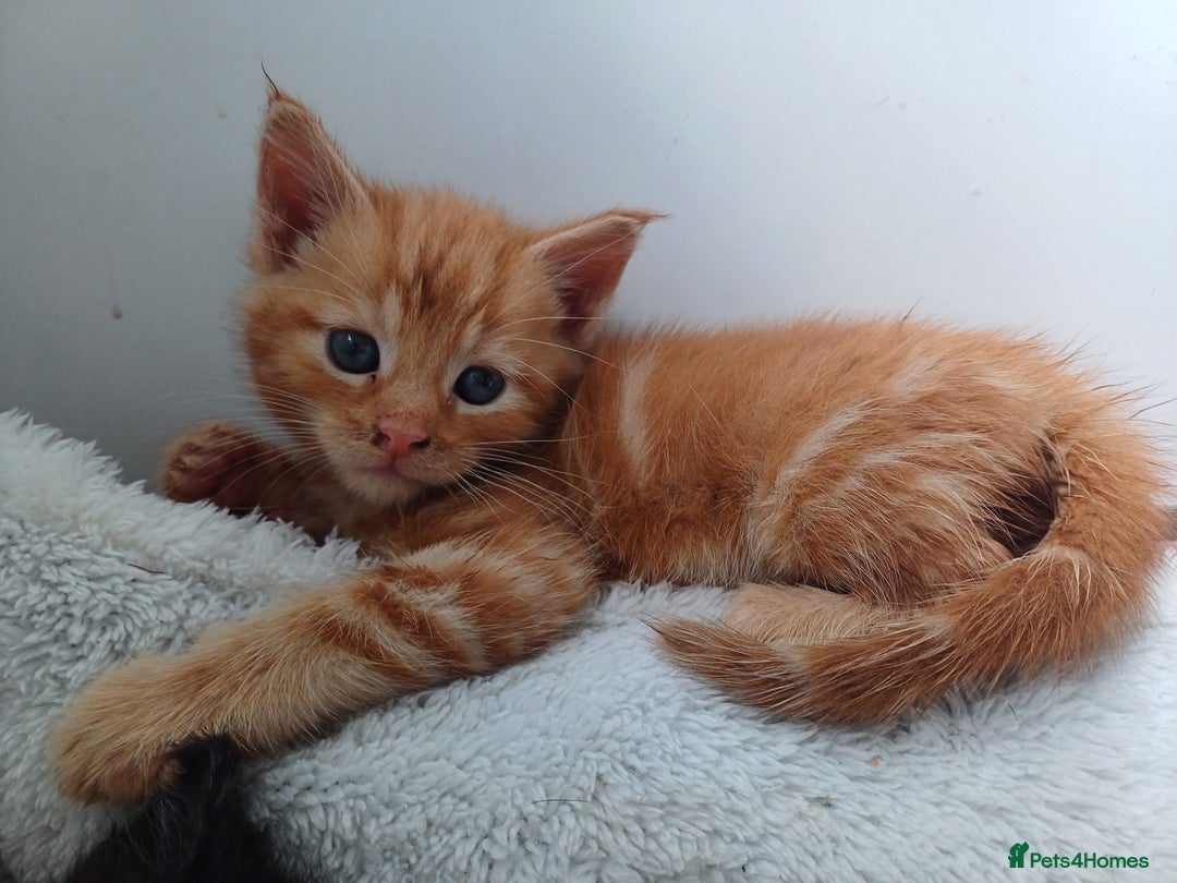 Maine Coon cats for sale: 5 chunky male, 1 female maine coon - Image 10