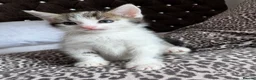 Mixed Breed cats for sale: Beautiful kittens looking for forever home  in Birmingham - Advert 7