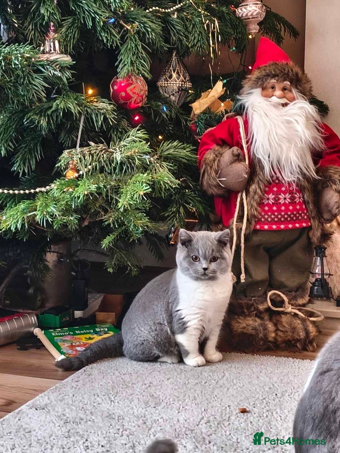 British Shorthair cats for sale: British shorthair - Advert 5