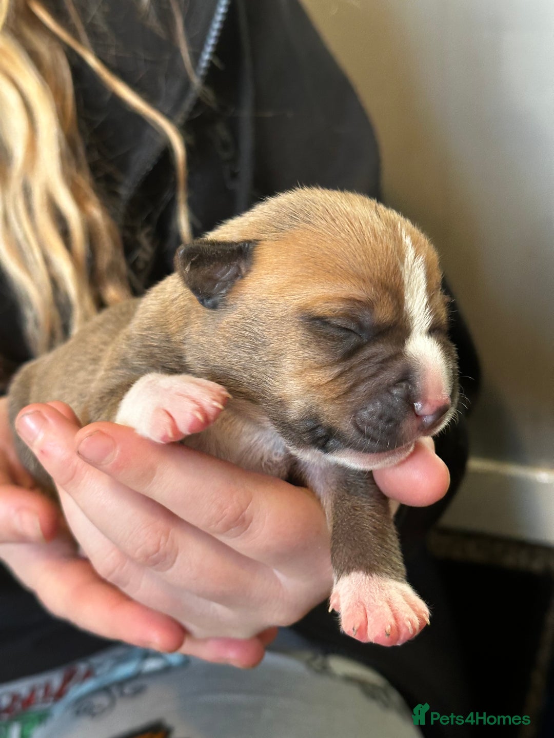 Mixed Breed dogs for sale: Staff X Sharpei puppies  - Advert 6