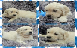 Golden Retriever dogs for sale: 9 KC registered, from imported lines puppies  - Image 4