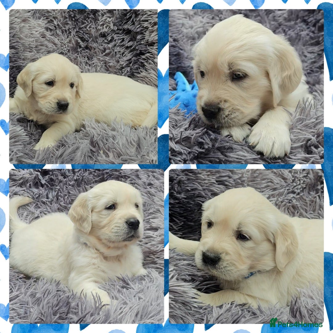 Golden Retriever dogs for sale: 9 KC registered, from imported lines puppies  - Image 4