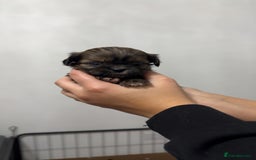 Shih Tzu dogs for sale: Shih tzu puppies for sale 2 girls 2 boys - Advert 6