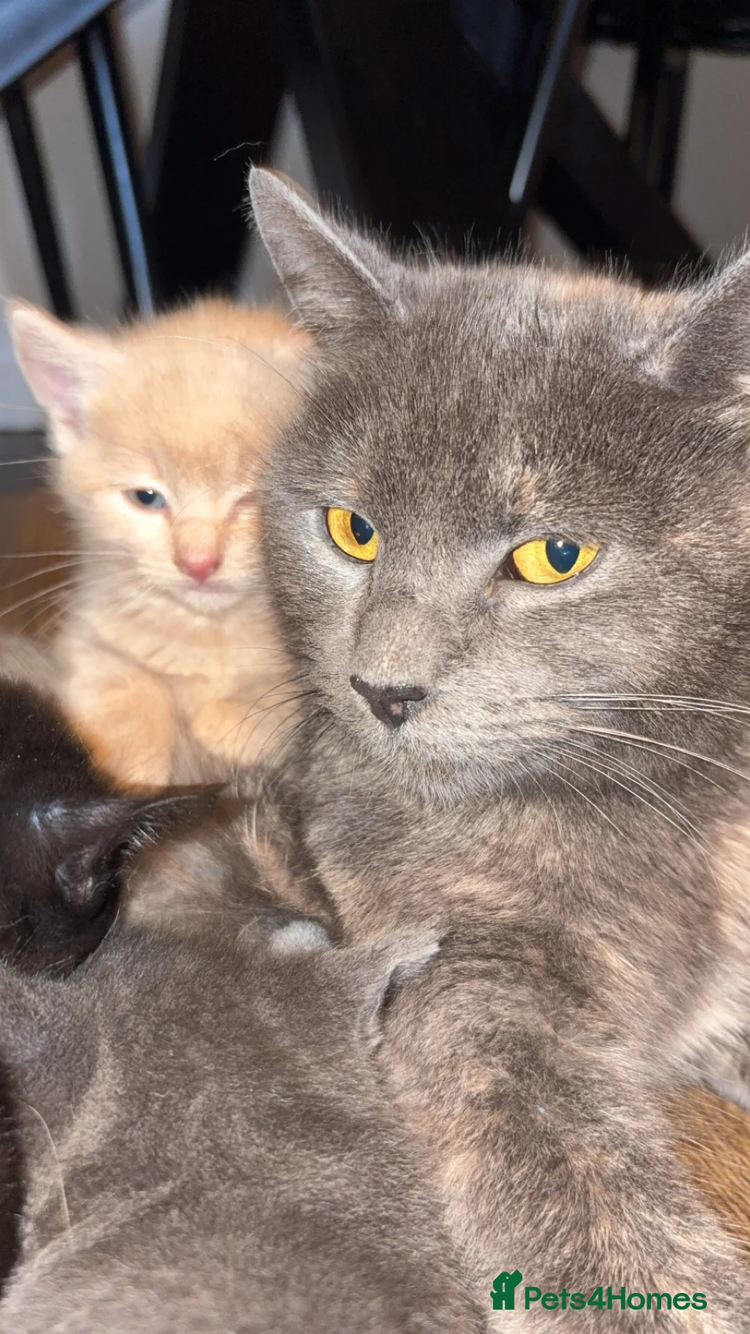 Domestic Shorthair cats for sale: Adorable kittens - Advert 1