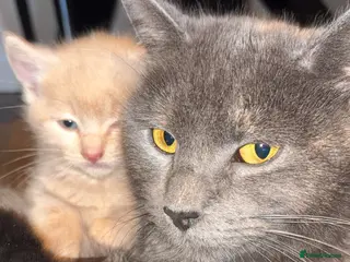 Domestic Shorthair cats Adorable kittens - Advert 1