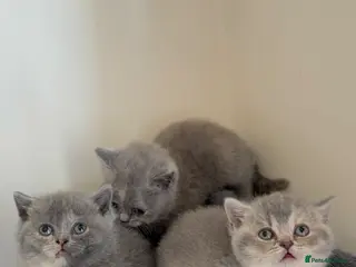 British Shorthair cats Ready now british shorthair kittens - Advert 2