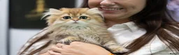 British Longhair cats for sale: Fantastic Pedigree Boy - Advert 4