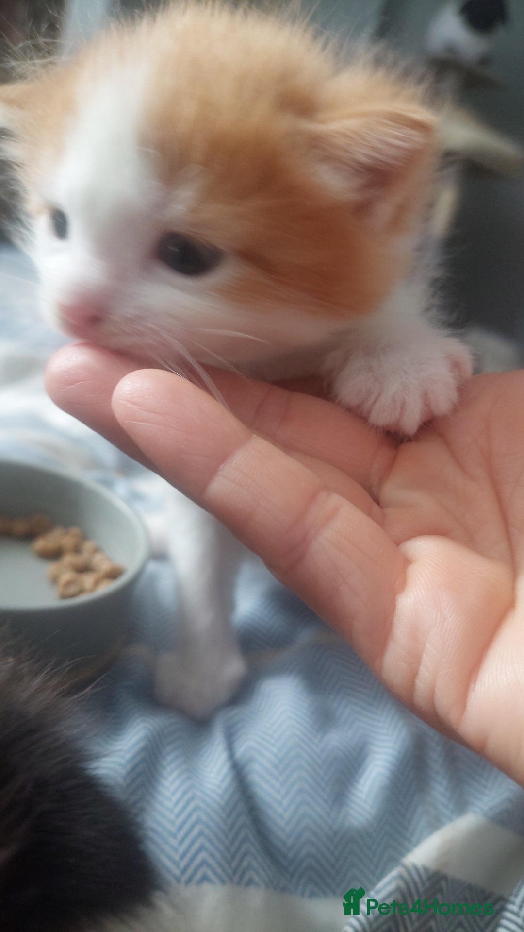 Mixed Breed cats for sale: Beautiful Kittens British ShorthairxRagdoll - Image 9