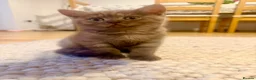 British Shorthair cats for sale: British shorthair cinnamon girl  - Advert 2