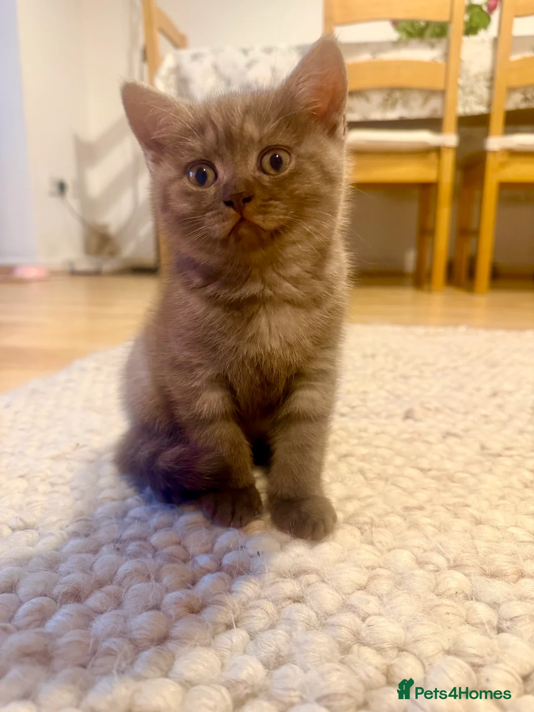 British Shorthair cats for sale: British shorthair cinnamon girl  - Advert 2