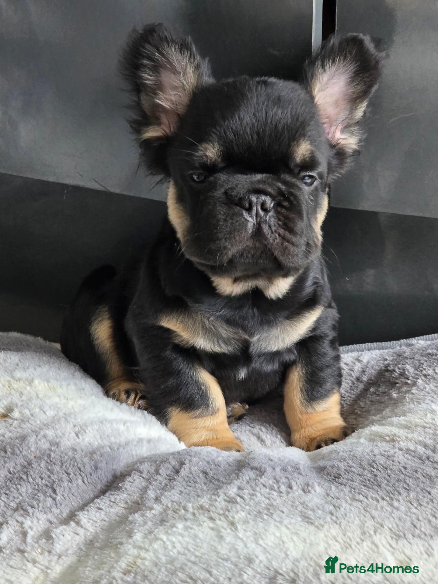 French Bulldog dogs Fluffy french bulldog puppies visual - Advert 1