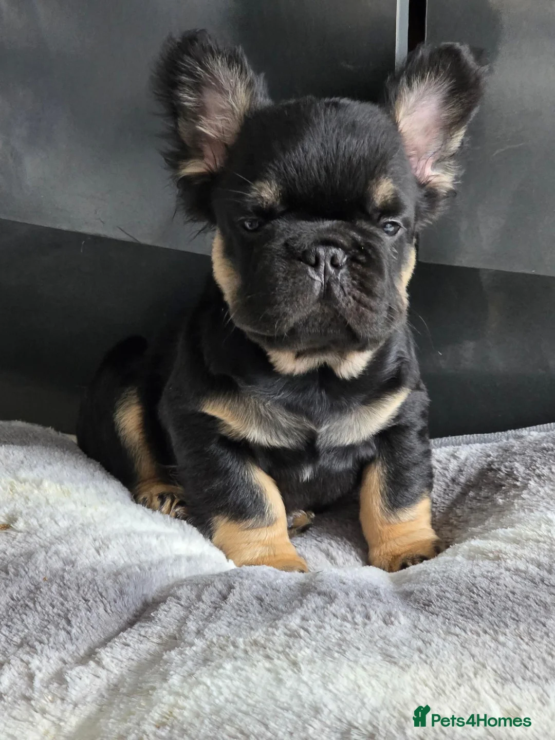 French Bulldog dogs for sale: Fluffy french bulldog puppies visual in Willenhall - Advert 1