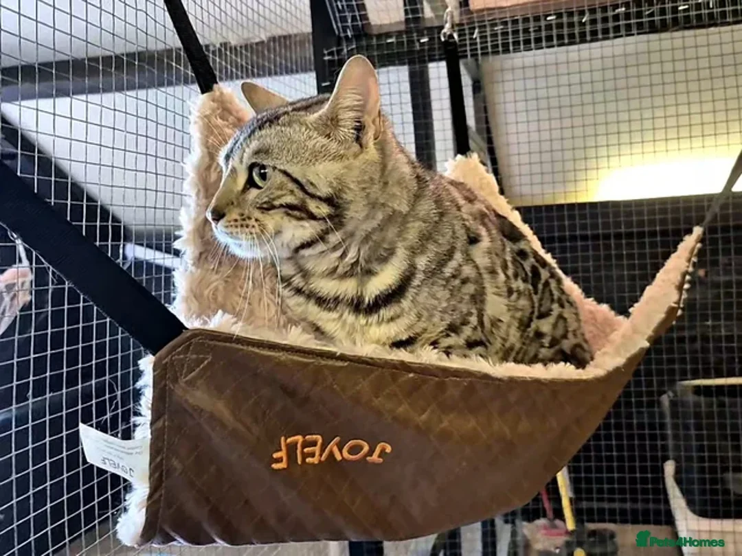 Bengal cats for stud: Silver Bengal Stud 🩶 TICA REG N DNA CLEAR - Advert 4