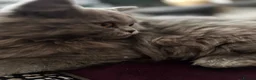 British Longhair cats for sale: Beautiful British longhair blue girl ready  - Advert 9