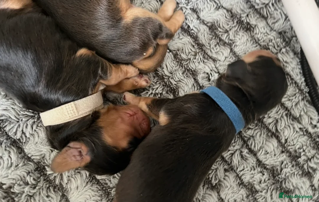 Cocker Spaniel dogs for sale: Stunning Sable KC Show Cocker spaniels puppies - Advert 2
