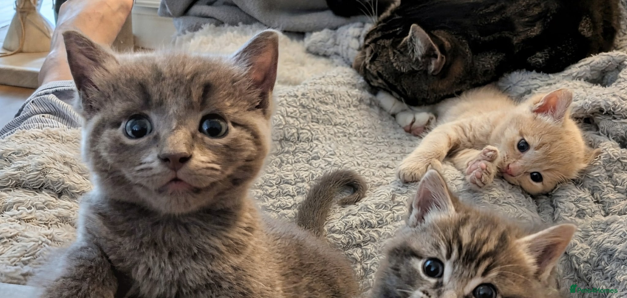 Ragcoon cats for sale: Beautiful Ragcoon / Bengal kittens  - Advert 7