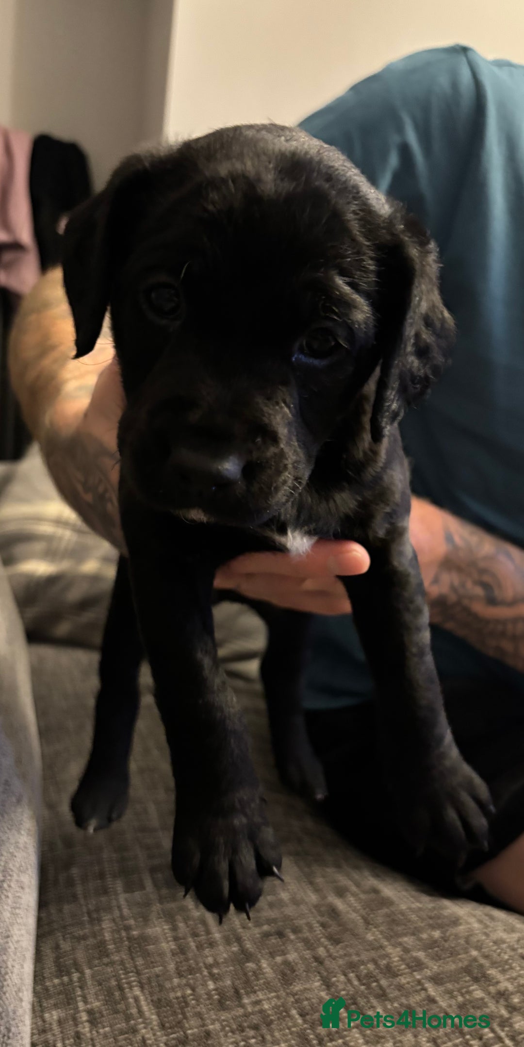 Mixed Breed dogs for sale: fox red Labrador X whippet puppies - Image 9