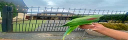 Budgerigars birds for sale: 🦜 Hand-Reared Alexandrine Parrot  in Halifax - Advert 2