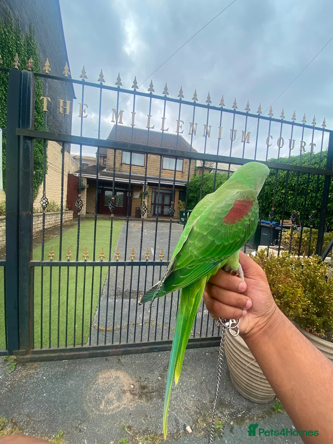 Budgerigars birds for sale: 🦜 Hand-Reared Alexandrine Parrot  in Halifax - Advert 2