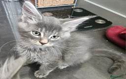 Maine Coon cats for sale: 💖READY NOW💖health tested 💖pure pedigree - Image 9