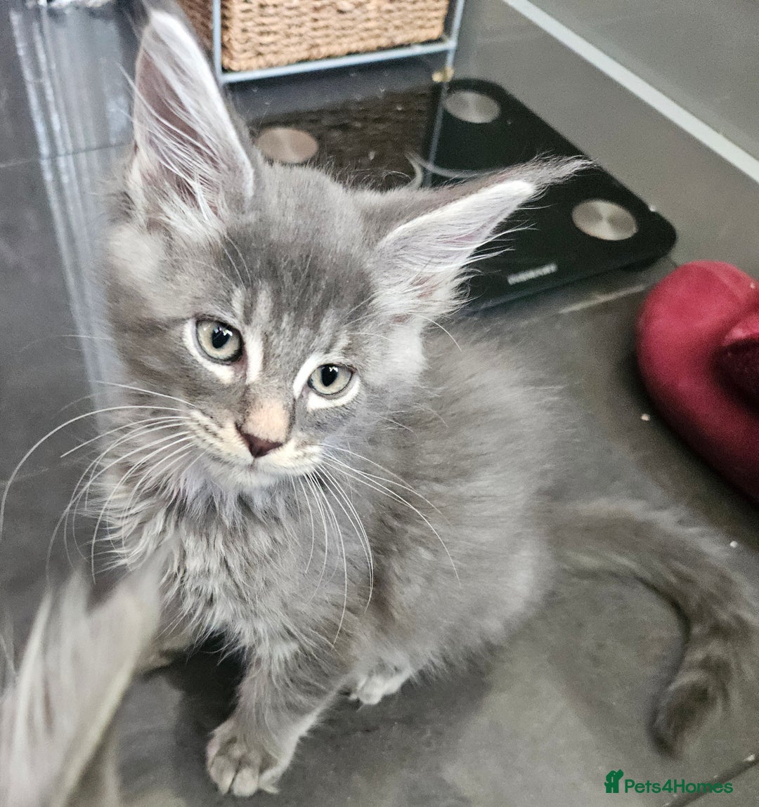Maine Coon cats for sale: 💖READY NOW💖health tested 💖pure pedigree - Image 9