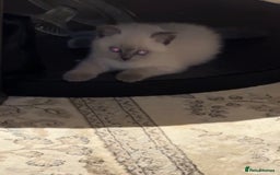 British Shorthair cats for sale: Colourpoint British Shorthair - Image 25