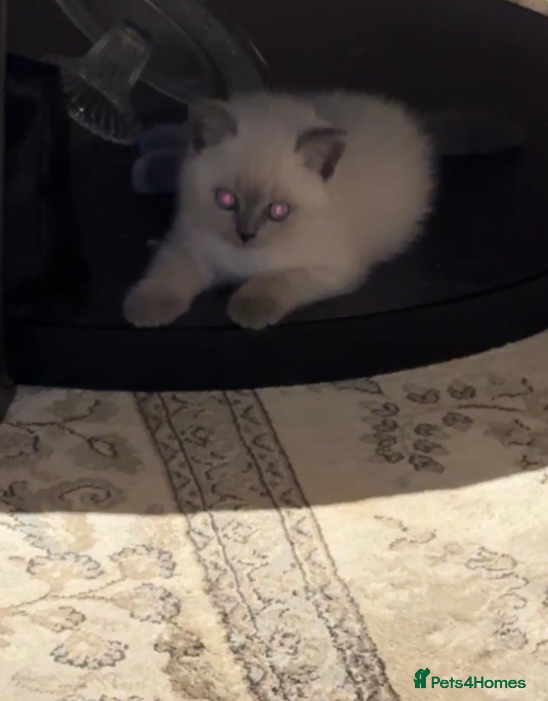 British Shorthair cats for sale: Colourpoint British Shorthair - Image 25
