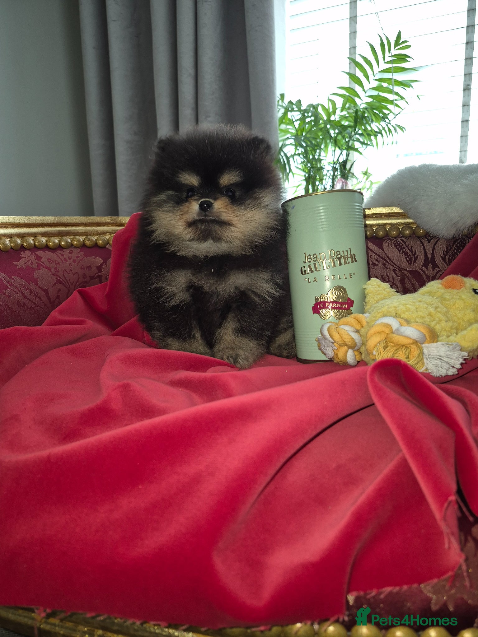 Pomeranian dogs Adorable teacup pomeranians - Advert 1