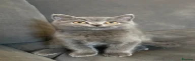 British Shorthair 2