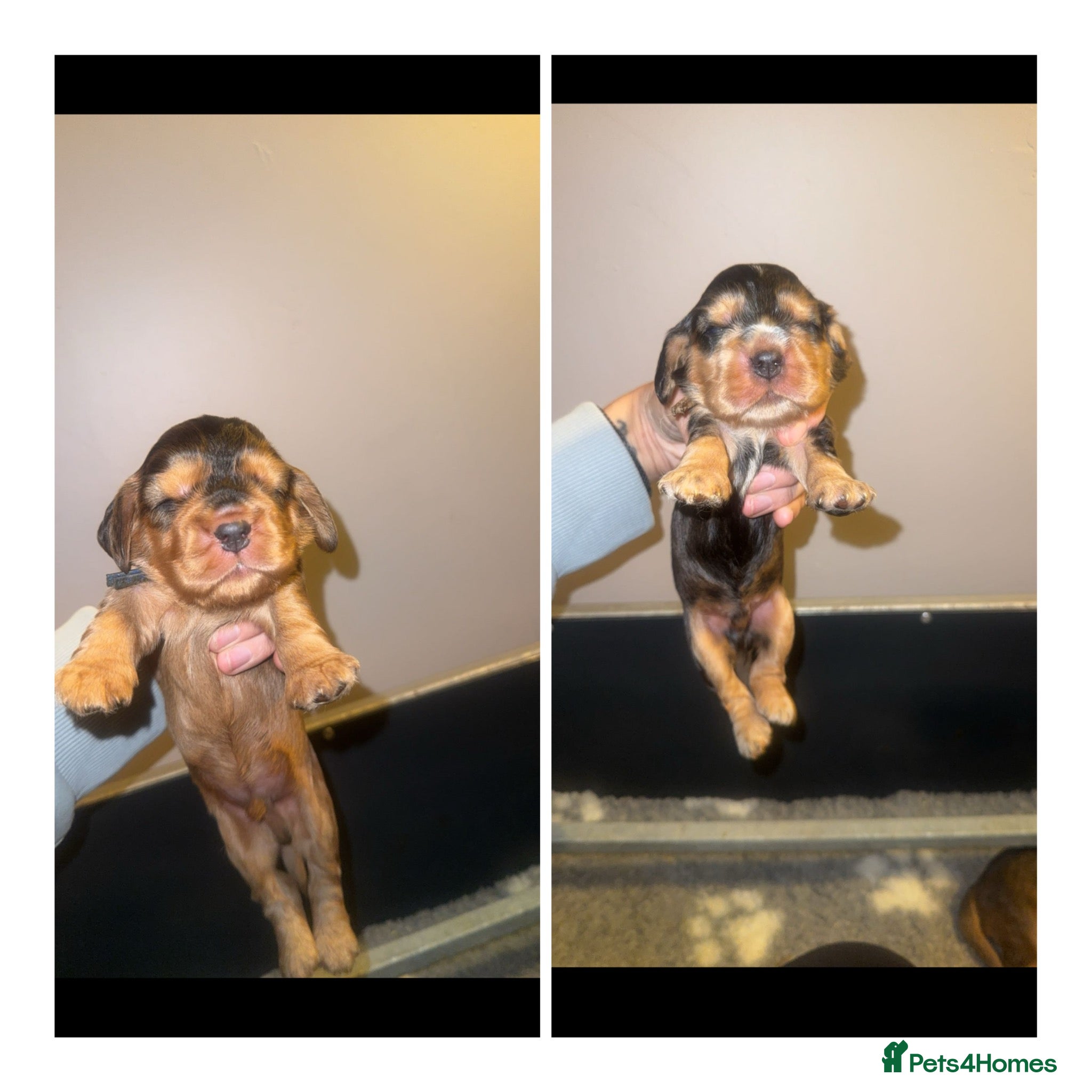 Cocker Spaniel dogs KC Reg Show Cocker Spaniel Puppies  - Advert 5