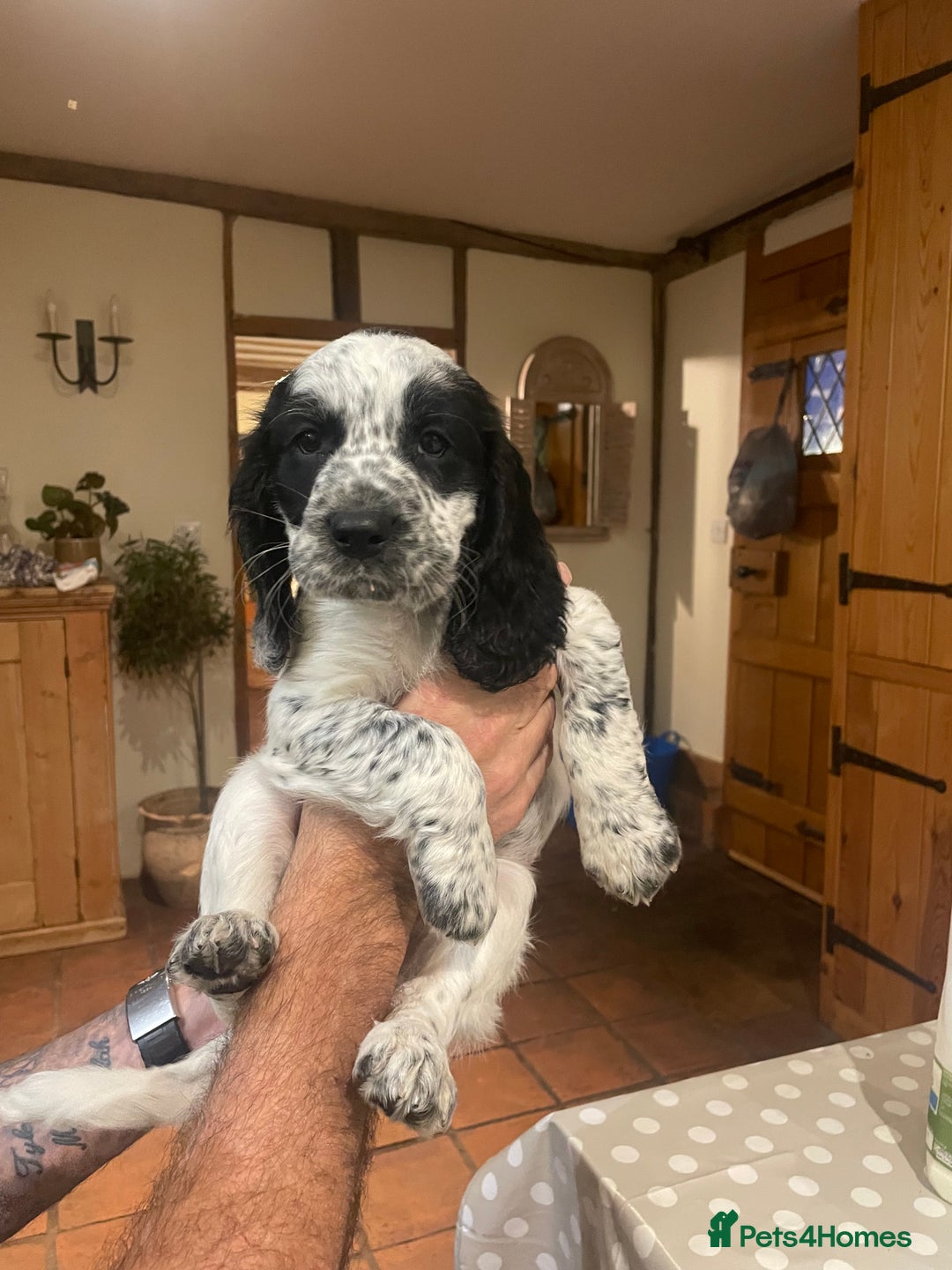 Cocker Spaniel dogs for sale: Stunning Working Cocker Spaniel puppy  - Advert 3