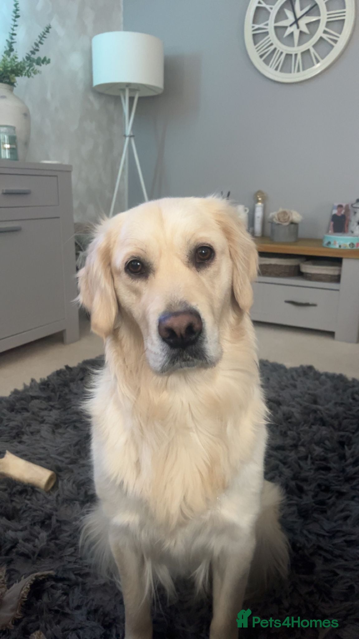 Golden Retriever dogs 2 year old golden retriever female  - Advert 6
