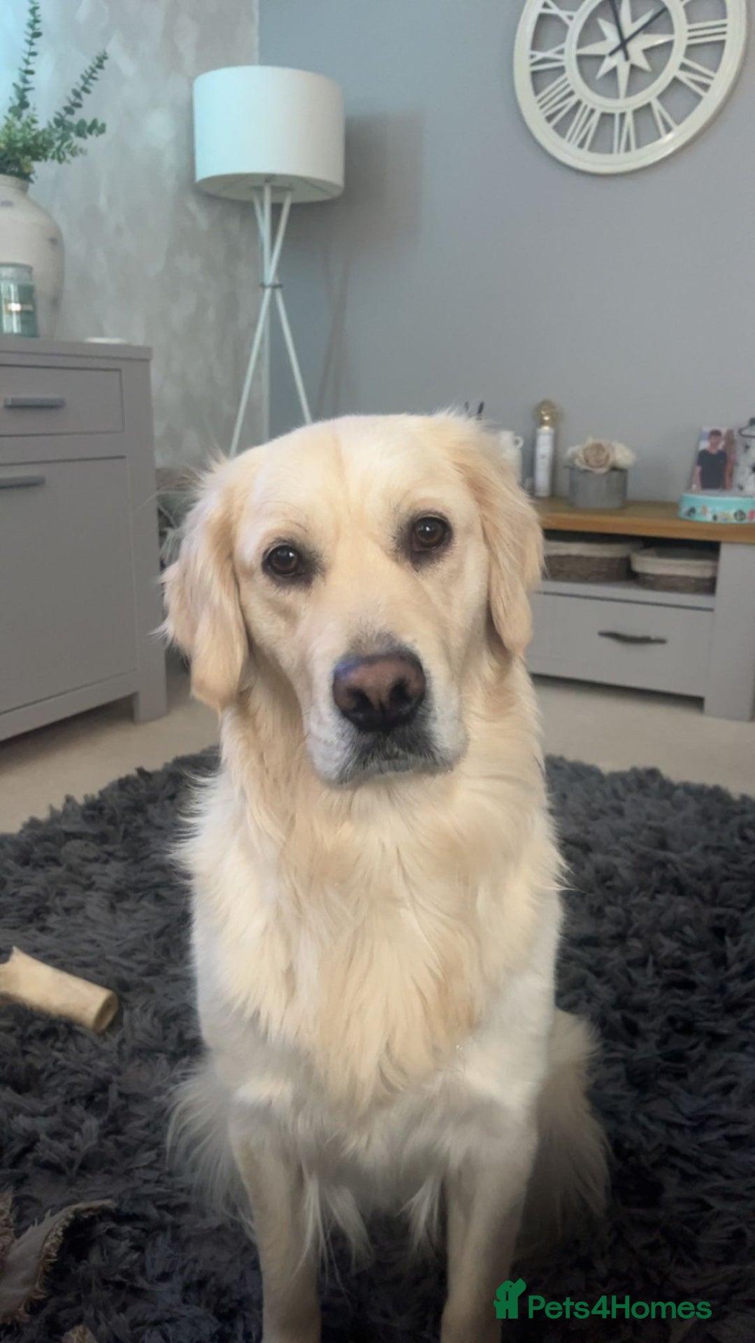 Golden Retriever dogs for sale: 2 year old golden retriever female  - Advert 1