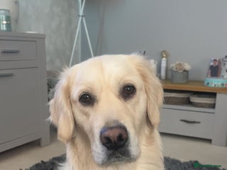 Golden Retriever dogs 2 year old golden retriever female - Advert 1