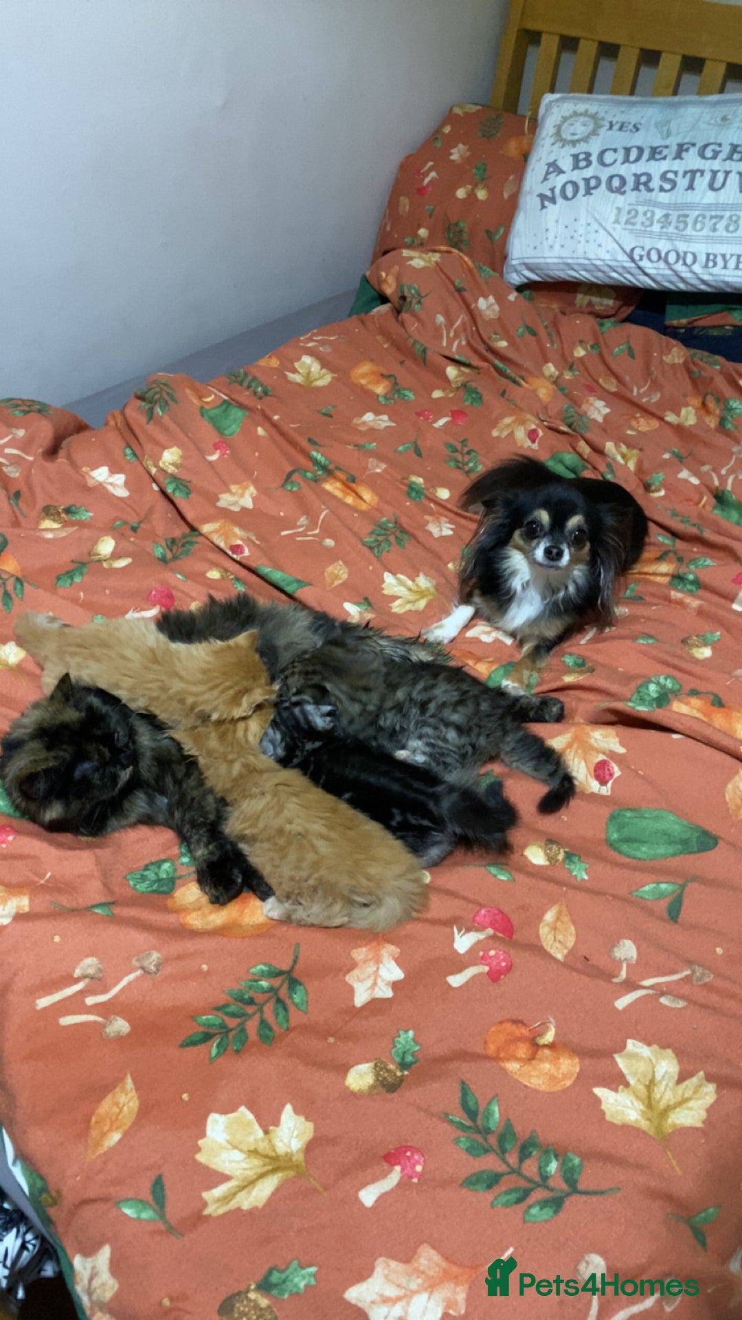 Persian cats for sale: Persian Cross Kittens  - Image 13
