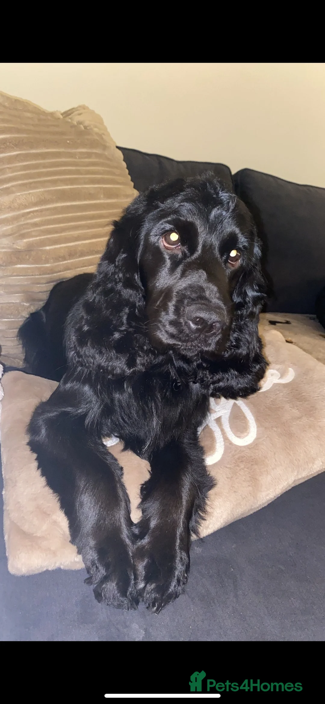 Cocker Spaniel dogs for stud: For Stud - Show Cocker Spaniel in Newcastle upon Tyne - Advert 2