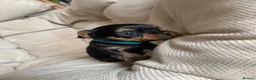 Yorkshire Terrier dogs for sale: Adorable Yorkshire Terrier Puppies 🐾❤️ - Advert 17
