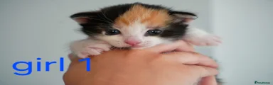 Mixed Breed Kitten 1
