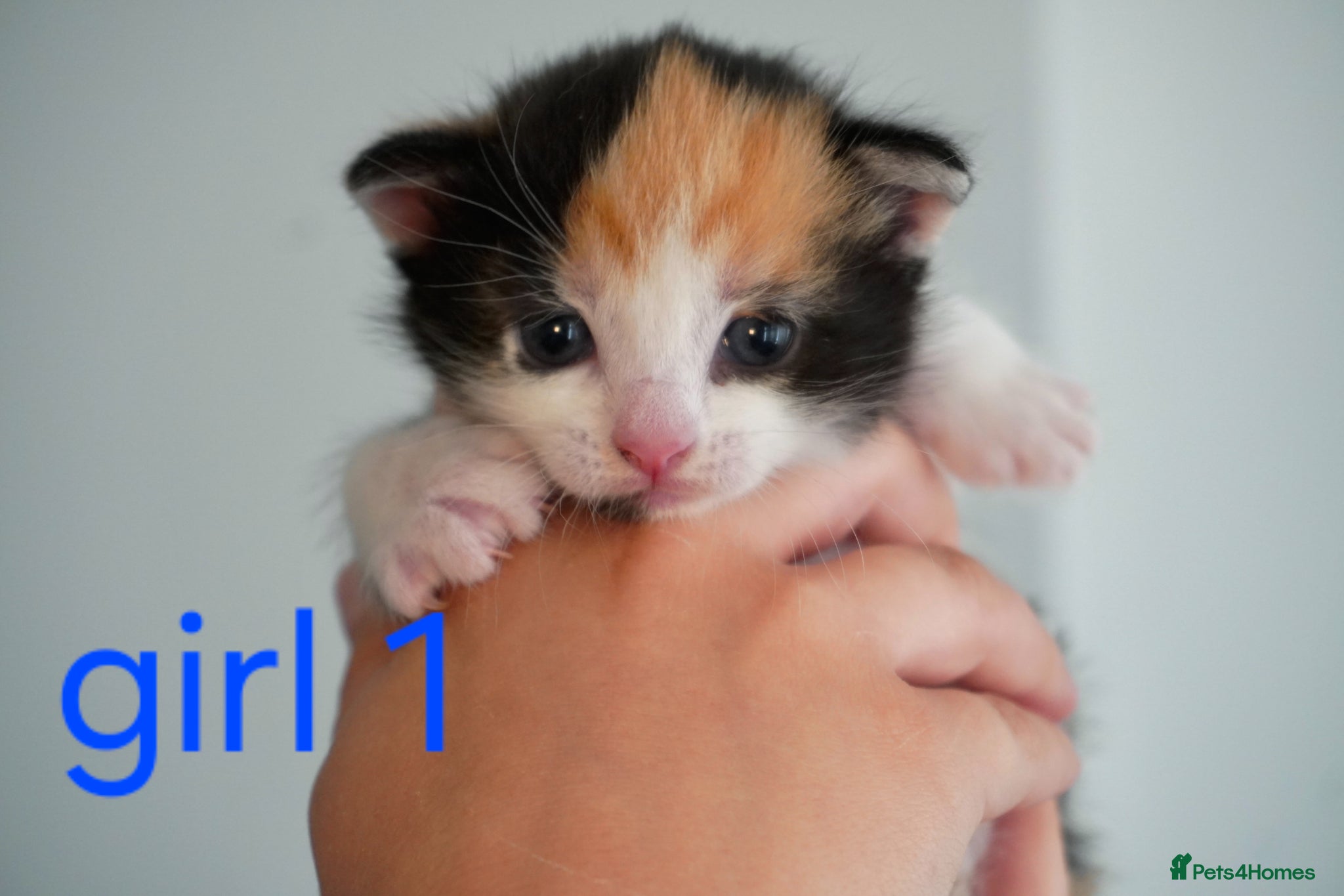 Mixed Breed cats for sale: Beautiful kittens looking for loving families in Bristol - Advert 3