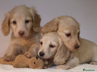 Miniature Dachshund dogs 5*Licensed+CREAMLONGHAIR+KCreg+PRACLEAR+Vetchecked - Advert 4