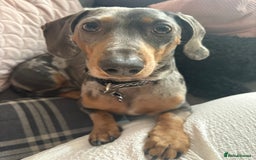 Miniature Dachshund dogs for stud: **STUD**miniture dachshund  - Image 5