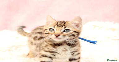 Bengal cats - Advert 8